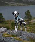Non-stop Trekking Line Harness CLIP'N™ - Ice Blue
