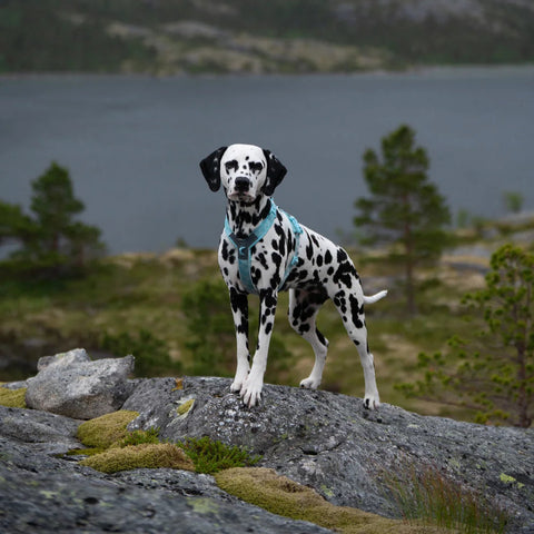 Non-stop Trekking Line Harness CLIP'N™ - Ice Blue