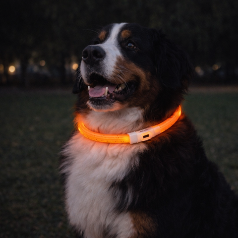 Trixie Collar de Aro Flash Naranja