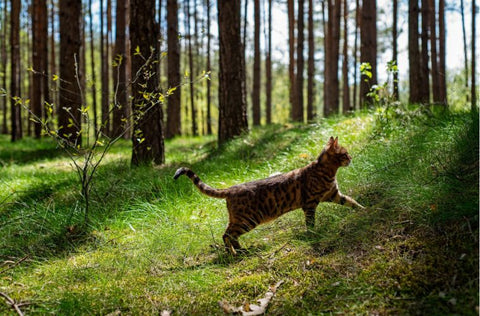 comprar barf para gatos madrid