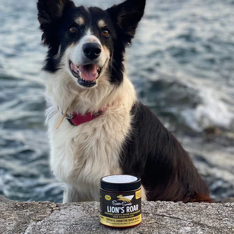 Super Snouts Lion's Roar (Melena de león)