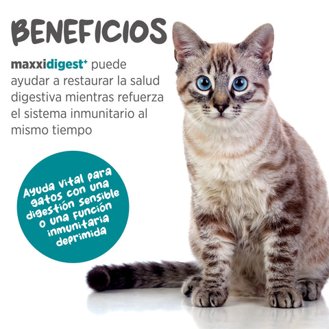 Maxxidigest+ Cat