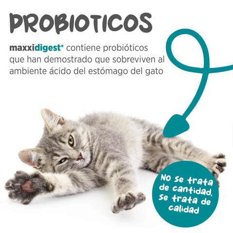 Maxxidigest+ Cat