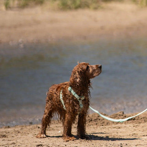 Dukier Arnés Waterproof Turquoise para Perro