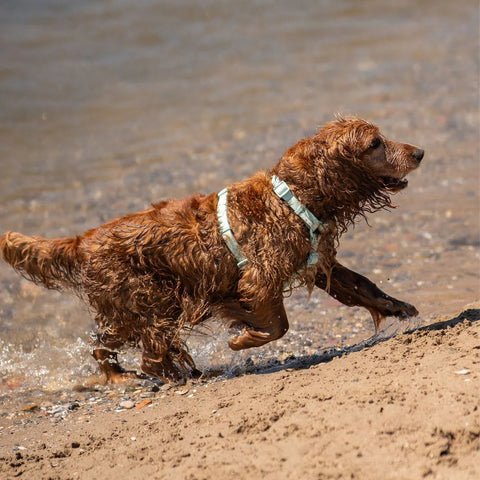 Dukier Arnés Waterproof Turquoise para Perro