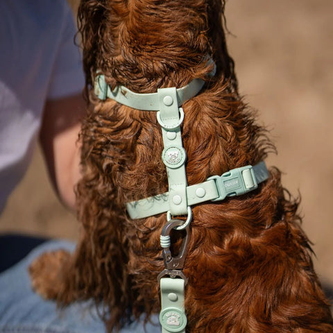 Dukier Arnés Waterproof Turquoise para Perro
