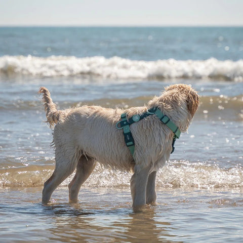 Dukier Arnés Waterproof Jade Mint para Perro
