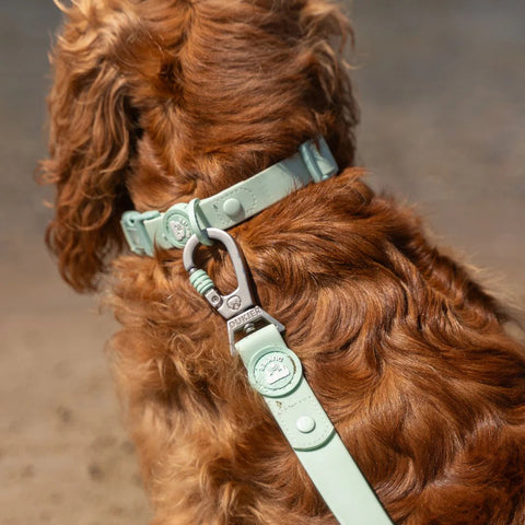 Dukier Correa Waterproof Turquoise para Perro