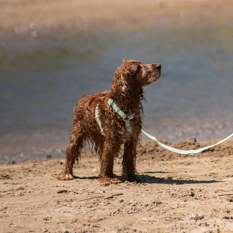 Dukier Correa Waterproof Turquoise para Perro