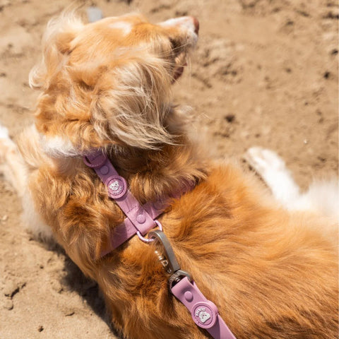 Dukier Arnés Waterproof Mauve para Perro