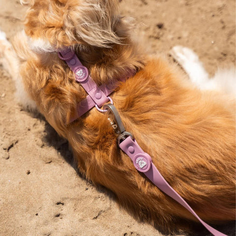 Dukier Correa Waterproof Mauve para Perro