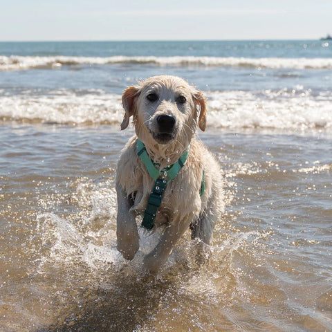 Dukier Arnés Waterproof Jade Mint para Perro