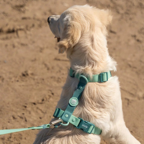 Dukier Arnés Waterproof Jade Mint para Perro