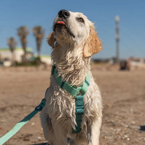 Dukier Arnés Waterproof Jade Mint para Perro