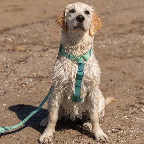 Dukier Arnés Waterproof Jade Mint para Perro
