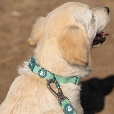 Dukier Collar Waterproof Jade Mint