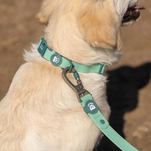 Dukier Correa Waterproof Jade Mint para Perro