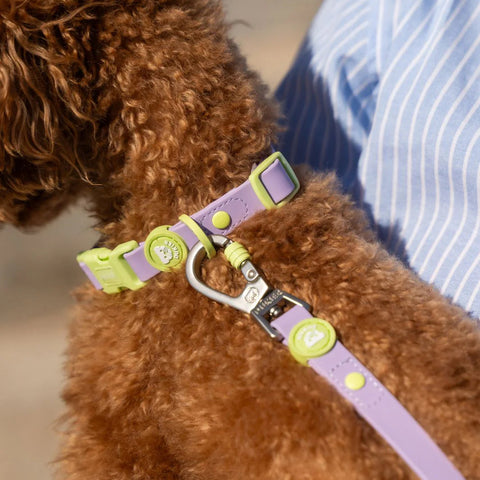Dukier Collar Waterproof Violet Matcha